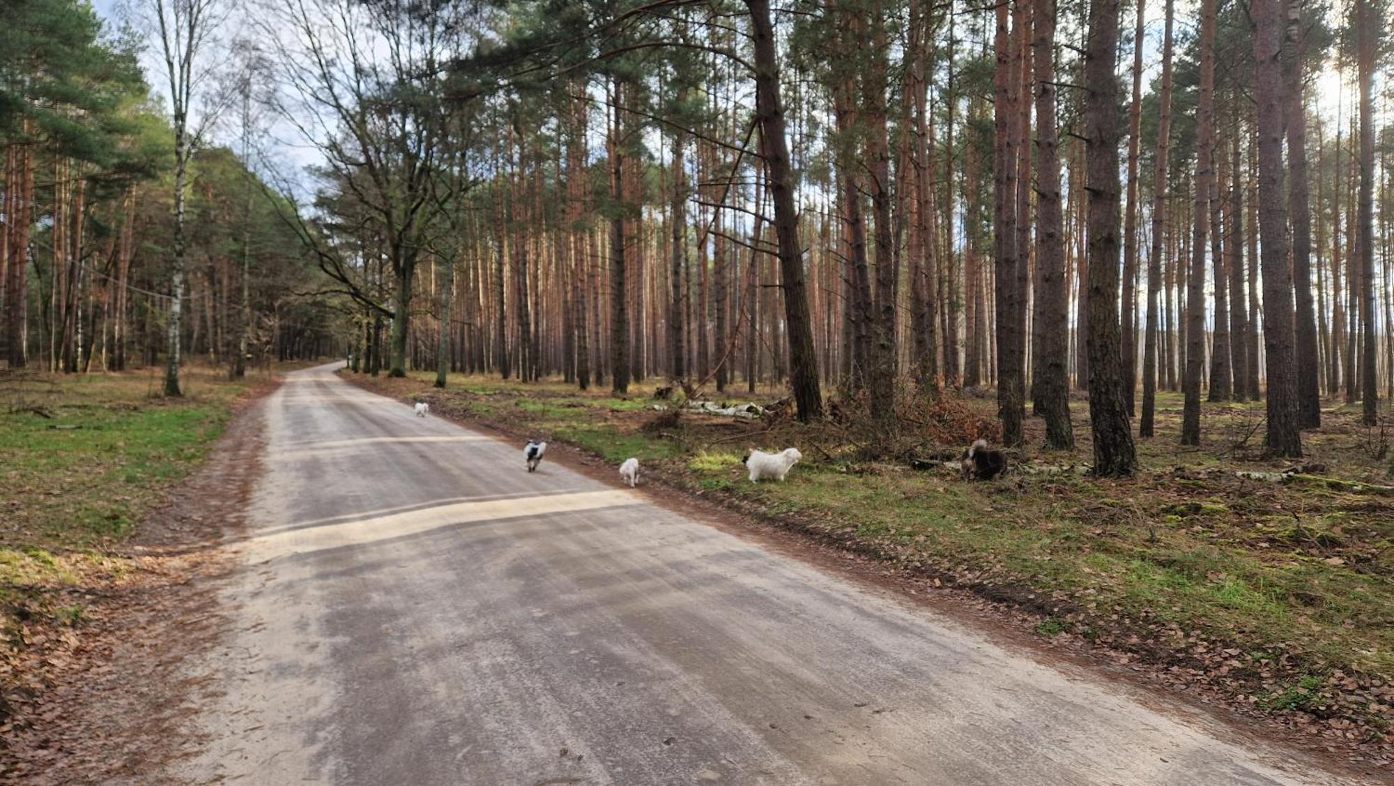 Rancho Colorado Villa Trzciel Екстериор снимка